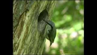 NÖTVÄCKA  Eurasian Nuthatch  (Sitta europaea)  Klipp - 1111