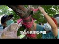 蘭花如何綁上樹？（之二） 蘭花姐姐2021 05 19虹韻文創天國花園