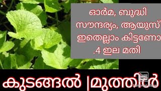 കുടങ്ങൽ |മുത്തിൾ |കുടവൻ