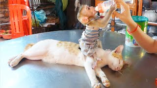 Queen Zuji Ride On Father Cat Drink Milk, Zuji Cuddle Kitty Cat Sleep Very Warmly After Milk