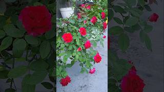 rose flowers | terrace garden part 71 | rose blooming | #rose #flowers #gardening #terracegarden