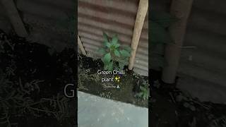 Green Chilli in Garden / Green Mirchi #gardening #homegarden #greenery