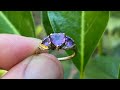 I found a GORGEOUS amethyst gold ring metal detecting underwater!!!