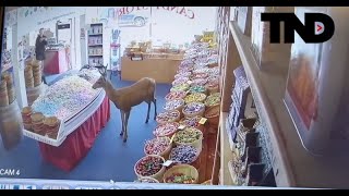 CAUGHT ON CAMERA: Deer enters Washington candy store