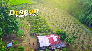 Dragon Fruits Garden Bandarban Drone Video | Drone Media Bangladesh