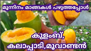 പഴുത്ത 3 ഇനം മാങ്ങകൾ  മുറിച്ചപ്പോൾ😋🥰 kolambu/kalappadi/moovandan #mango #മാങ്ങ #viral