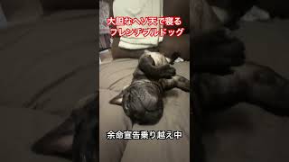 大胆なヘソ天で寝るフレンチブルドッグは余命宣告乗り越え中！