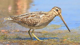 田鷸(扇尾沙錐)/Common Snipe