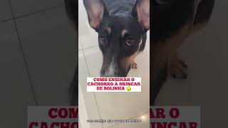 Como ensinar o seu cachorro a brincar de jogar bolinha #shorts