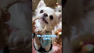 ウッディリングをやっつけたイヴちゃんと諦めきれないユキちゃん #チワワ多頭飼い #dog #チワワ #犬のいる暮らし #チャンネル登録よろしくお願いします