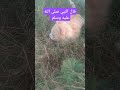 عليه أفضل الصلاة والسلام