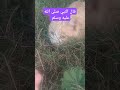 عليه أفضل الصلاة والسلام