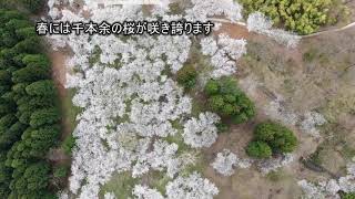 千本余の桜が咲く大森公園