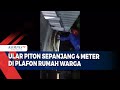 Ular Piton Sepanjang 4 Meter di Plafon Rumah Warga