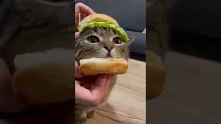 cat burger 😂🤣