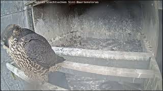 Kortrijk Peregrine falcon - Close-up of CEA 20220616