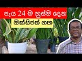 නිවස ඇතුලත තියන්න හොඳම ශාකය | Oxigen Plant | Snake Plant | Ceylon Agri | Episode 161
