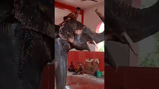 समझदार हाथी का कमाल #gajraj #elephant #shorts #viral #video