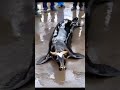 Cow seal 🦭 - is it Real or Fake - Comment | #seal #trending #shortvideo #youtubeshorts #ytshorts