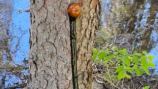 The Olde Shillelagh Walking Stick