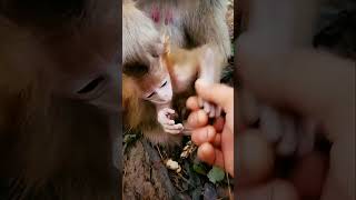 Monkeys, Baby monkey videos #BeeLeeMonkeyFans #Shorts 3028