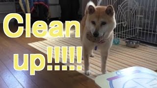 柴犬小春　掃除の最中も遊んでほしい！