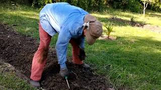 Philip Working Hard New Pineapple Plant