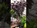 mature rubber tree ficus elastica burgundy