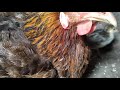 my first video on youtube country hen