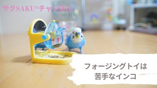 vol.221『フォージングトイは苦手なインコ』セキセイインコのサクちゃん