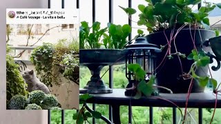 eng) A soft summer morning with dogs and plantsㅣ3rd floor house veranda plant care morning routine