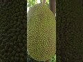 home grown organic sweet honey jackfruit shortvideo shorts video fruit fruitvideo love