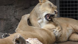 ライオンの姉妹💗双子の絆はつよい【天王寺動物園】