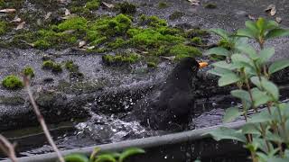 Amsel nimmt ein Vogelbad in einer Dachrinne