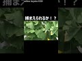 【信号無視】緊急走行で追跡するミニパトと譲らないレンタカーがあわや衝突寸前！ shorts