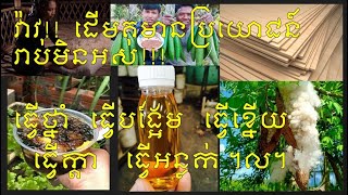 ចុម! ដើមគ មានផលប្រយោជន៍ច្រើនចឹងផង!!     Kapok Tree and Benefits  #ដើមគ