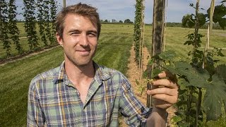 The Science Behind Good Beer