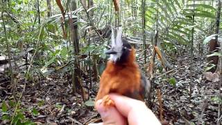 White-plumed Antbird (Pithys albifrons)