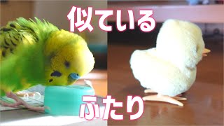 セキセイインコたまきちとひよこちゃん 初お目見え