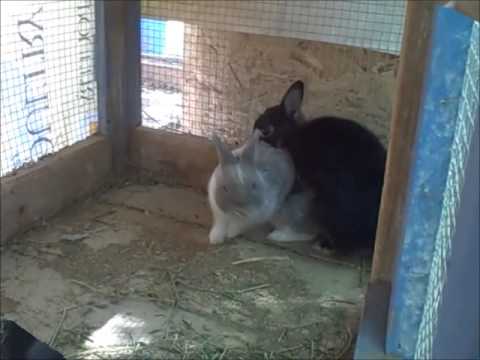 Netherland Dwarfs Netherland Dwarfs