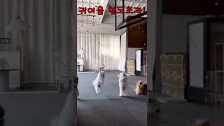 귀여움 한도초과 #shorts