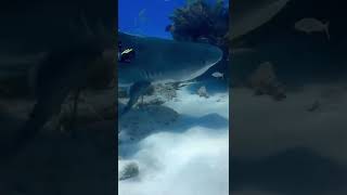 Scuba Diver Encounters Bull Shark