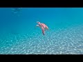 adventure curaçao ~ snorkeling with the turtles