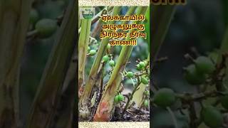 ஏலக்காயில் அழுகலுக்கு நிரந்தர தீர்வு காண! #cardamom #fungaldisease #solutions #bioboost #yields