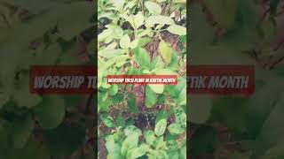 Worship Tulsi Plant In Kartik Month