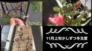 【Garden】少しずつ冬支度/薔薇の挿し木とザマッカートニーローズ の葉毟り