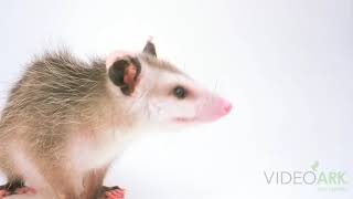 A Virginia opossum (Didelphis virginiana pigra) at St. Francis Wildlife Association.