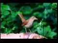 A Nightingale Sang in Berkeley Square