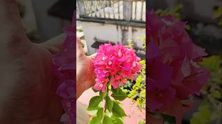 গাছ ভর্তি বাগানবিলাসের secret খাবার #shorts #garden #minivlog #gardening #gardeningtips