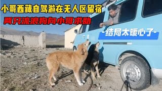 小哥在无人区救助了两只流浪狗，狗狗竟然生了8只狗宝宝来报恩